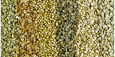 Green Coffee Beans for sale
