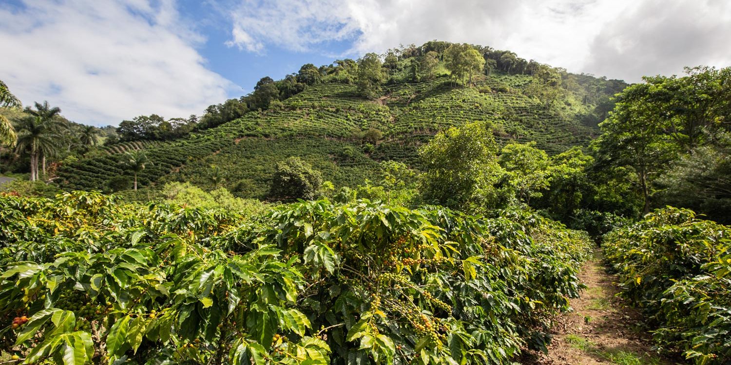 Coffee plantation in Costa Rica under clear blue skies, showcasing the beauty of the landscape and agriculture.