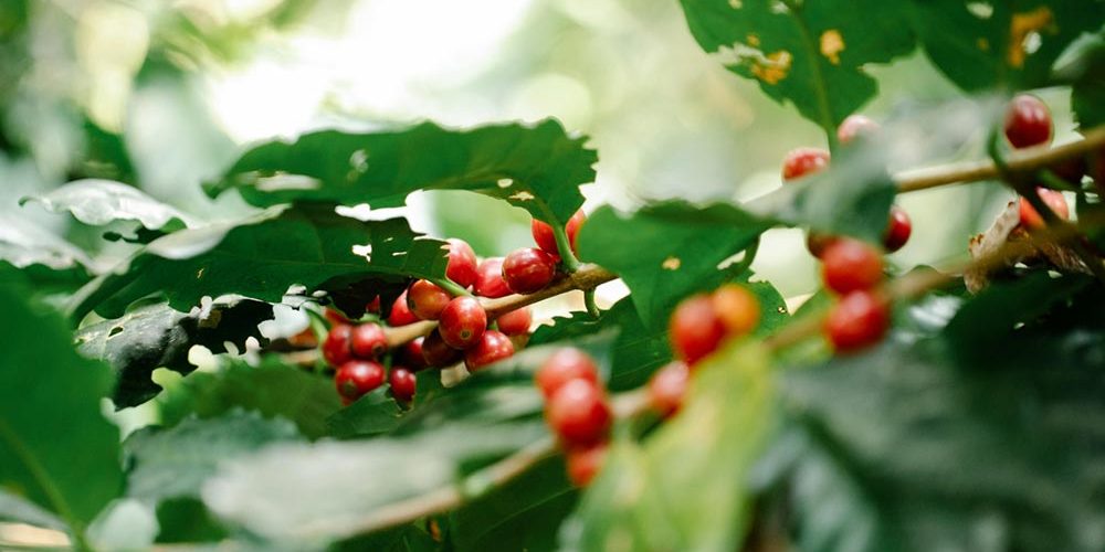 Vivid red coffee cherries hang from lush green plants in the sunlight, promising a flavorful harvest.